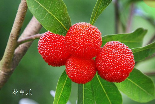 麻黄粉国产精品扒开腿做爽爽爽下载，古老草药的现代魅力与科学解析